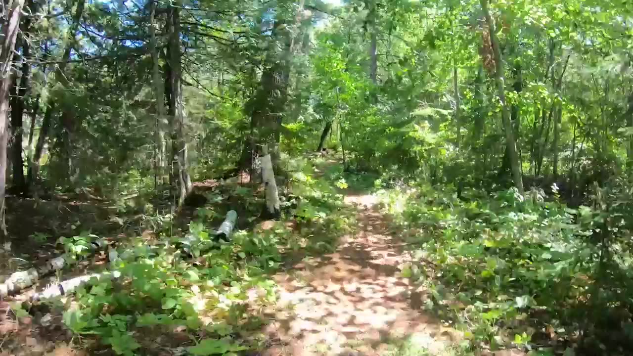 Black Bay Beaver Pond Trail