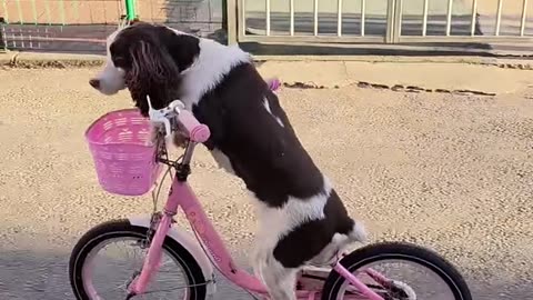 Dog Riding Cycle