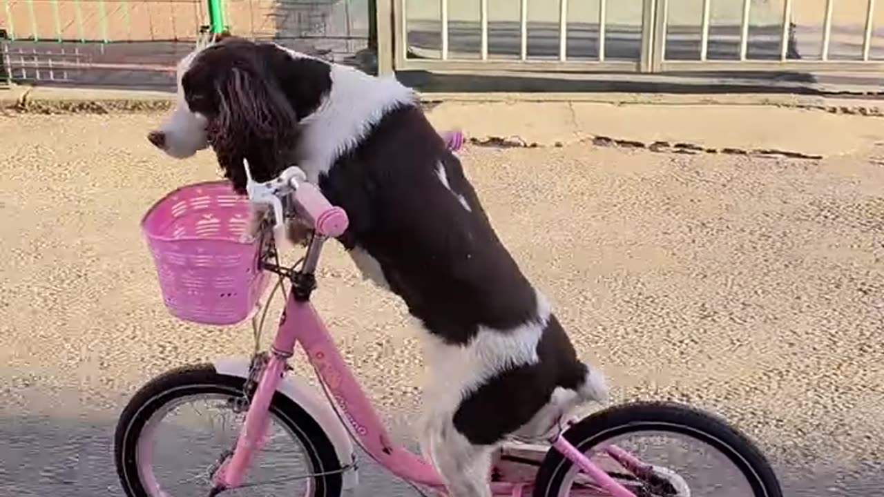 Dog Riding Cycle