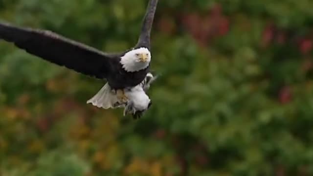 The flying bald eagle