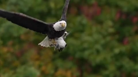 The flying bald eagle