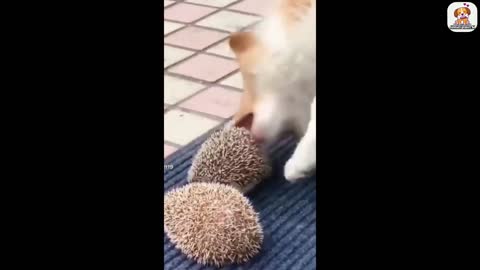 Funniest animals-Best of the funny videos 2022