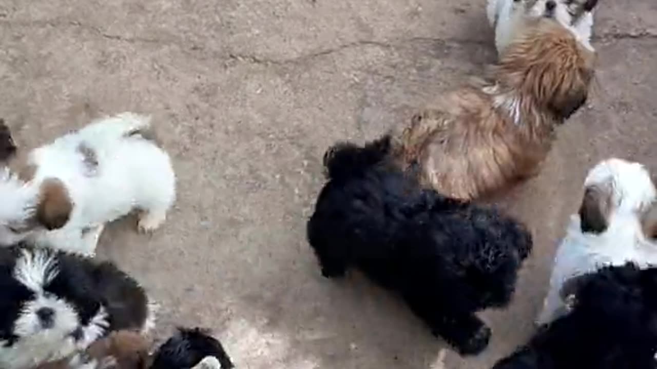 Cute puppies playing video