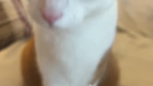 When it’s time to brush your teeth 🪥#catsoftiktok