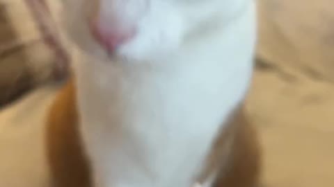 When it’s time to brush your teeth 🪥#catsoftiktok