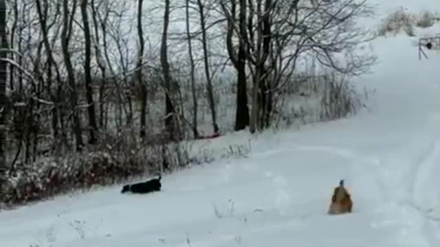 Dog enjoy's the slide