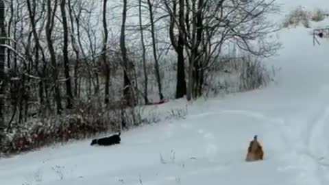 Dog enjoy's the slide