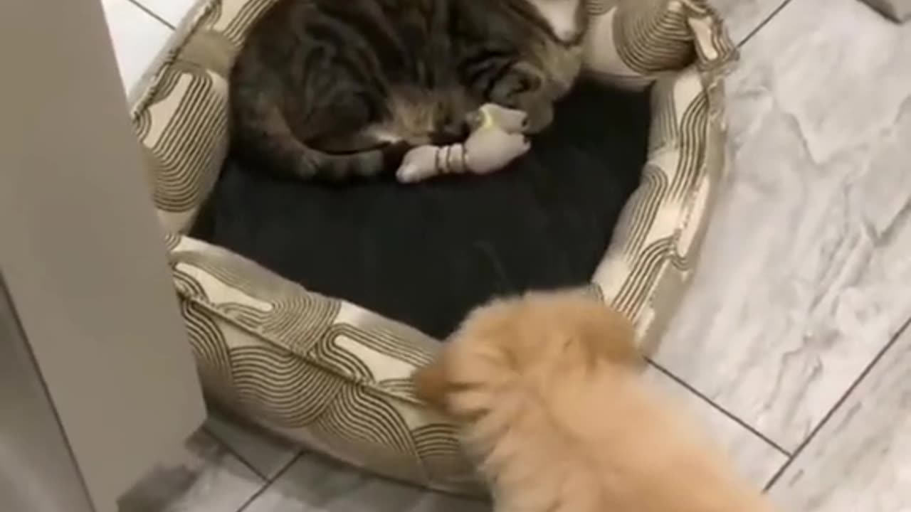 Funny dog and cat videos that will make you laugh until you cry