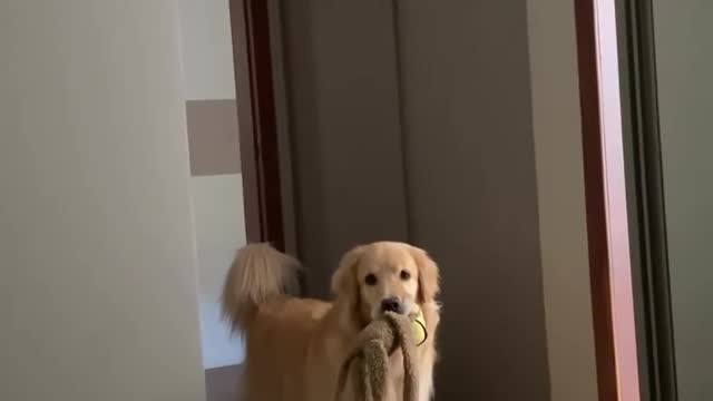 Dog big