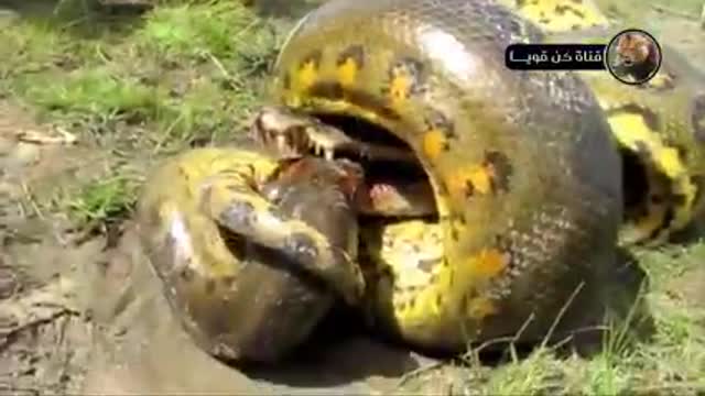 Giant anaconda attacks on wild animals.