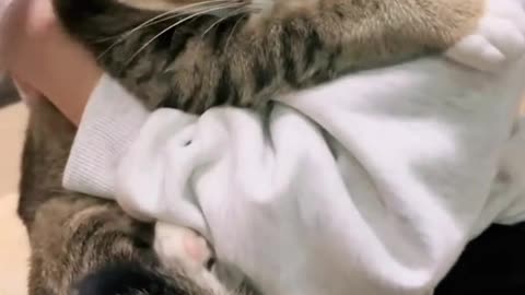 Cute and funny cat video.