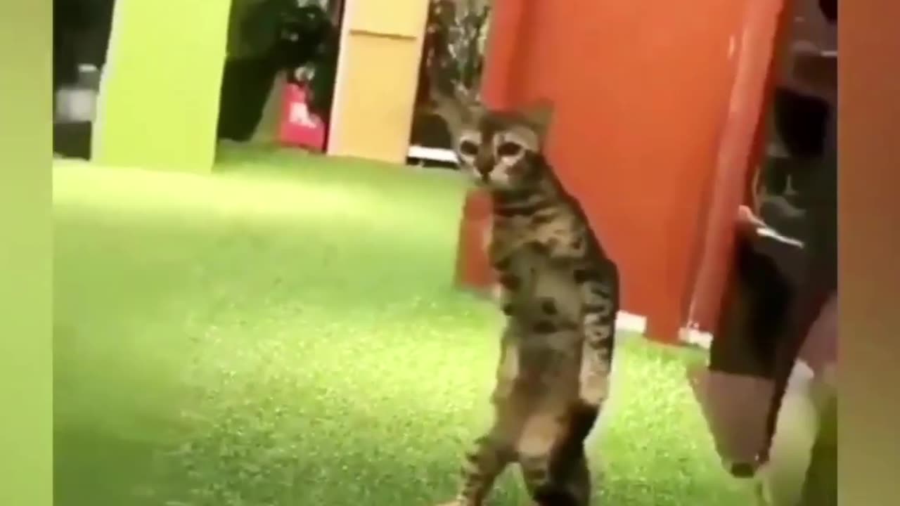 Hilarious Animal Antics: Unleashing the Funniest Cat Reactions and Pet Shenanigans!