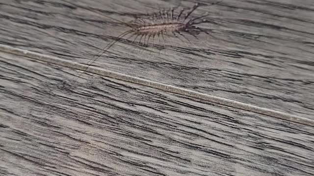 A centipede in the morning
