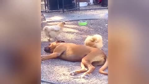 🤣🤣Vídeos engraçados e com o fofurômetro nas alturas😻🐶😍 #risasonline