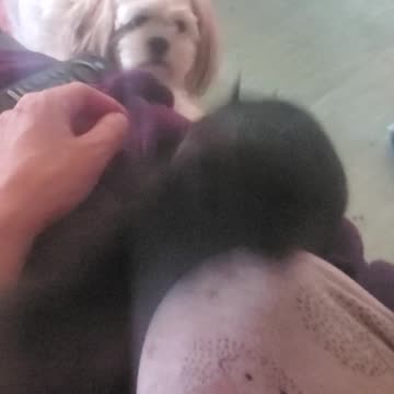 Playful Squirrel and dog 😍🤩