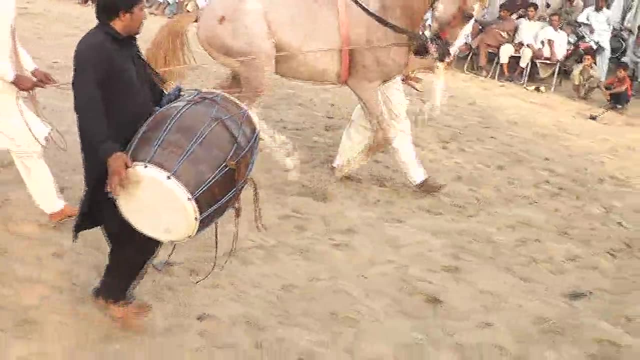 horse dance Punjab beautiful horse dance