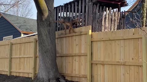 Nola The Great Climbing Doggie