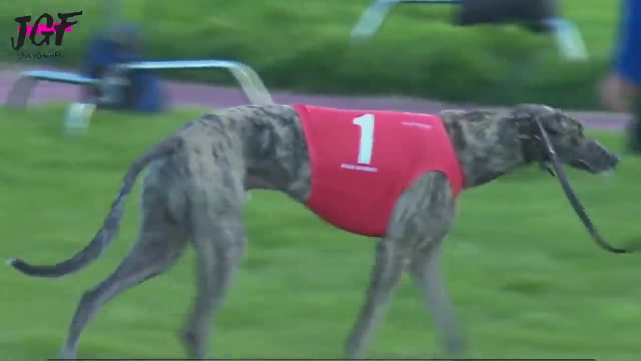 Greyhound dog racing - Track race 480m