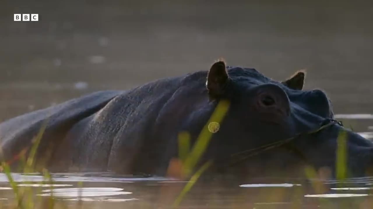 Motherhood in the Animal Kingdom BBC Earth