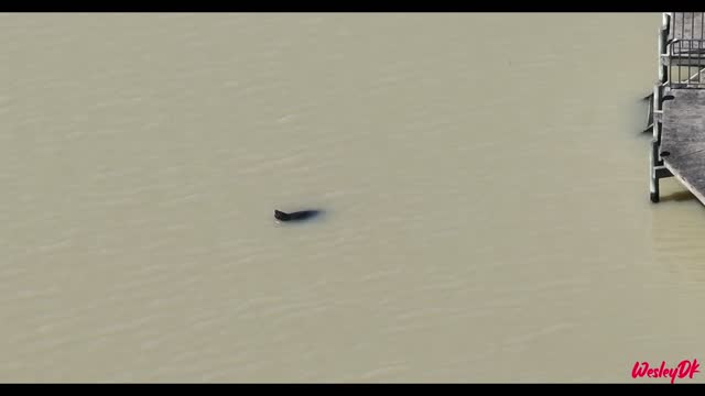 Seal swimming in Coorong Quays