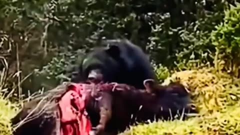 don't mess with a bear