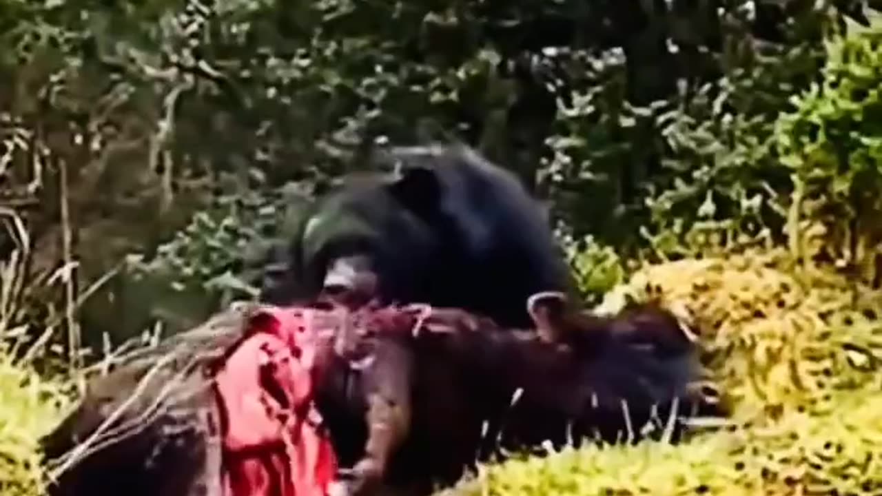 don't mess with a bear
