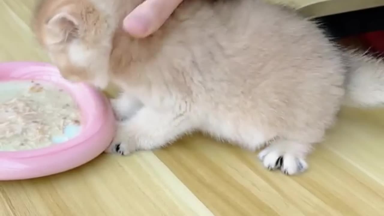 This is how you can vaccinate your cat