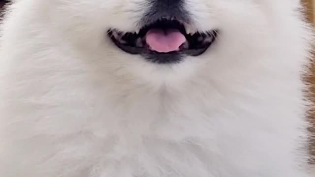 뭐해_ 궁금해 😅What are you doing_ Curious dog❤