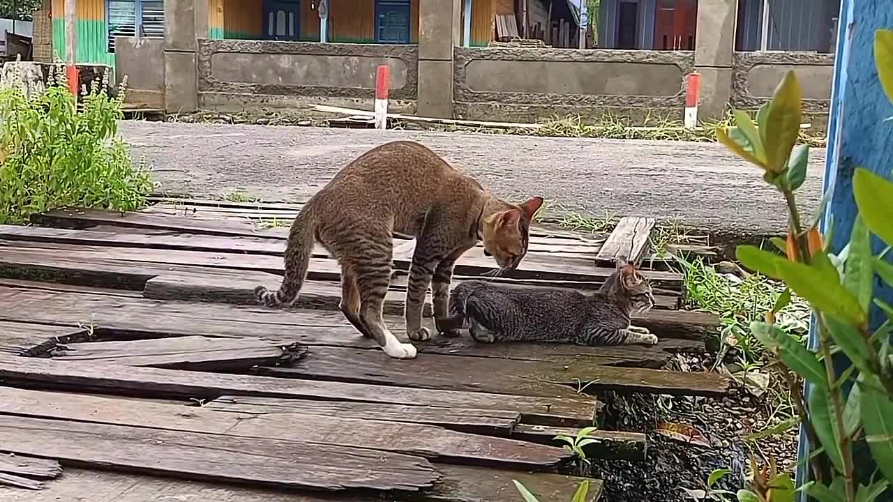 The city cats are having fun getting married