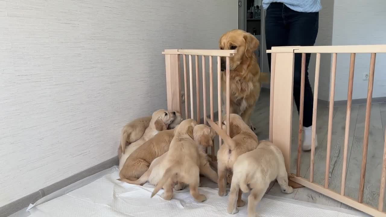 Golden Retriever Dad Meets His lucky