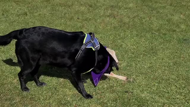 Black labrador meeting a baby lamb