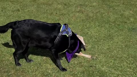 Black labrador meeting a baby lamb