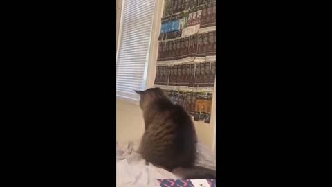 Cute Cat Video