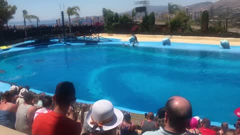 Mundomar Benidorm Dolphin Show