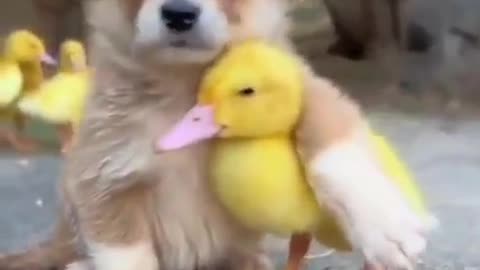 A Friend in Need is A Friend Indeed #shorts #shortsvideo #video #viral