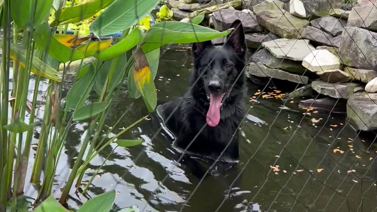 odin in pond