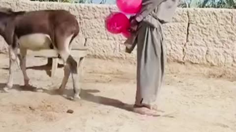 Pakistani animal lover