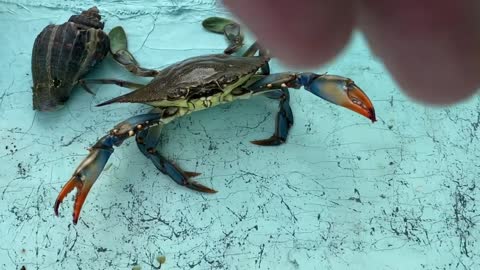 Big Blue Crab