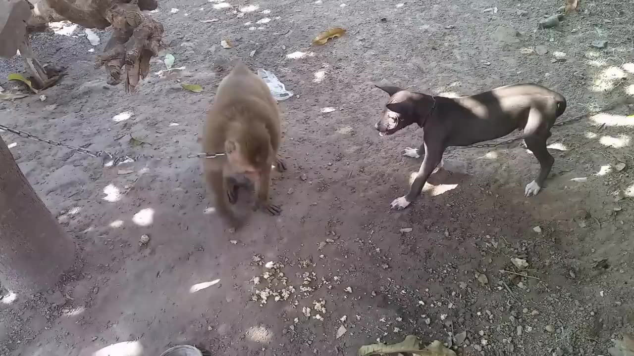 Monkey vs dog very funny