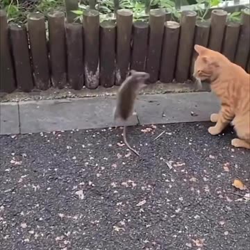 Cat and mouse... 🐀🐀🐀