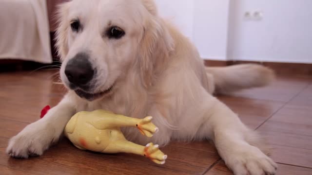 Funny Dog Reaction to a Squeaky Chicken Toy