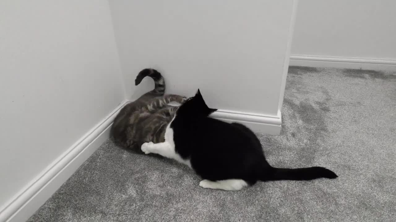 Cat Bites Other Cats Butt(1)