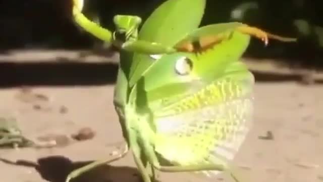 A invisible insect doing kung fu