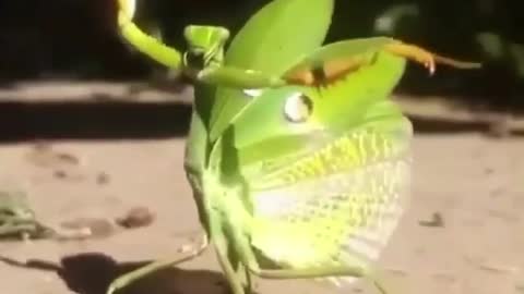 A invisible insect doing kung fu