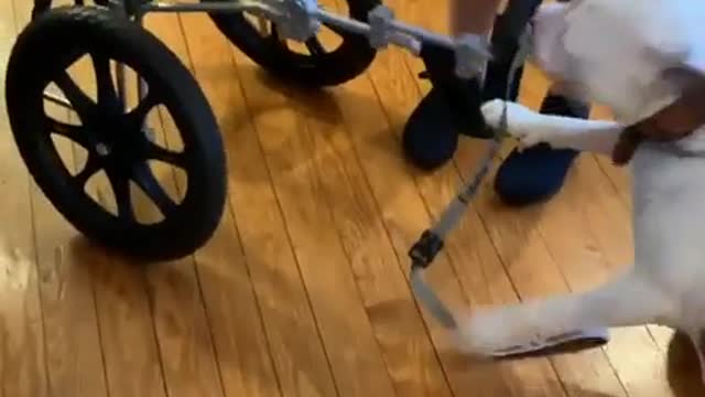 A handicapped dog makes happy light clicks before she gets into her wheelchair.