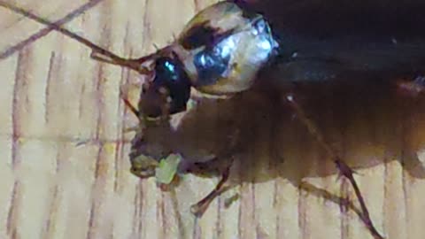 Cockroach eating food