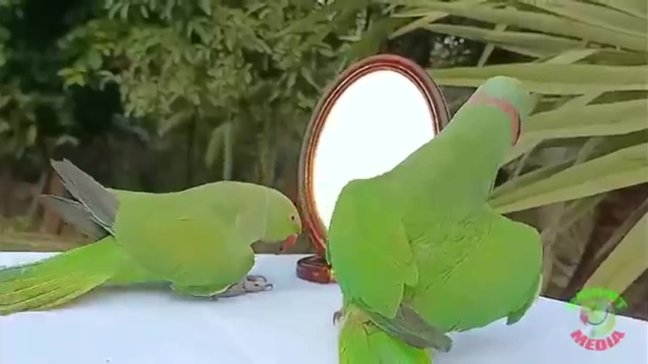 Verry lovely green perote nice comaring