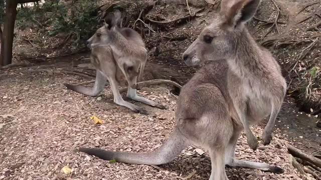 Baby kangaroo