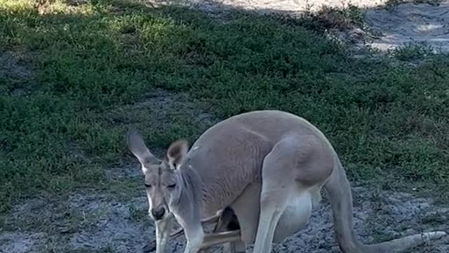 Mercia vous de nous mi yet la nature.mp4