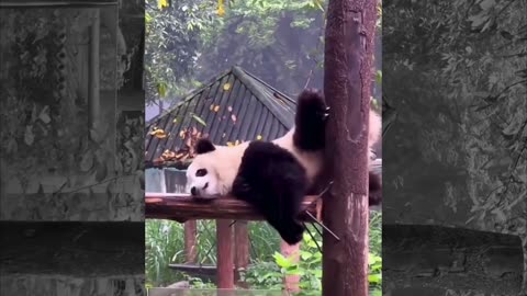 Reckless panda!